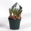 muscari white